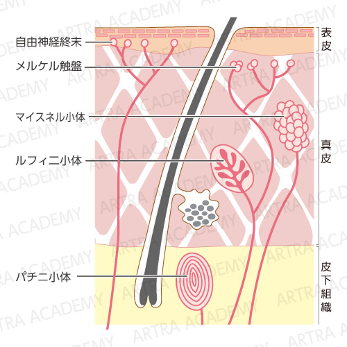 侵害受容器とグリア細胞 アトラアカデミー