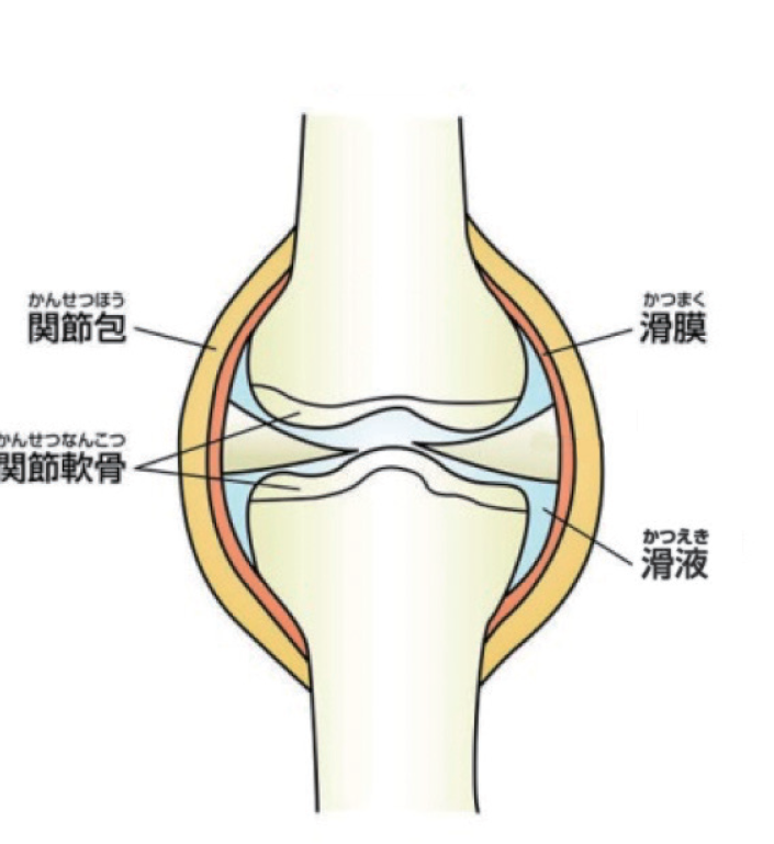 関節可動域 アトラアカデミー